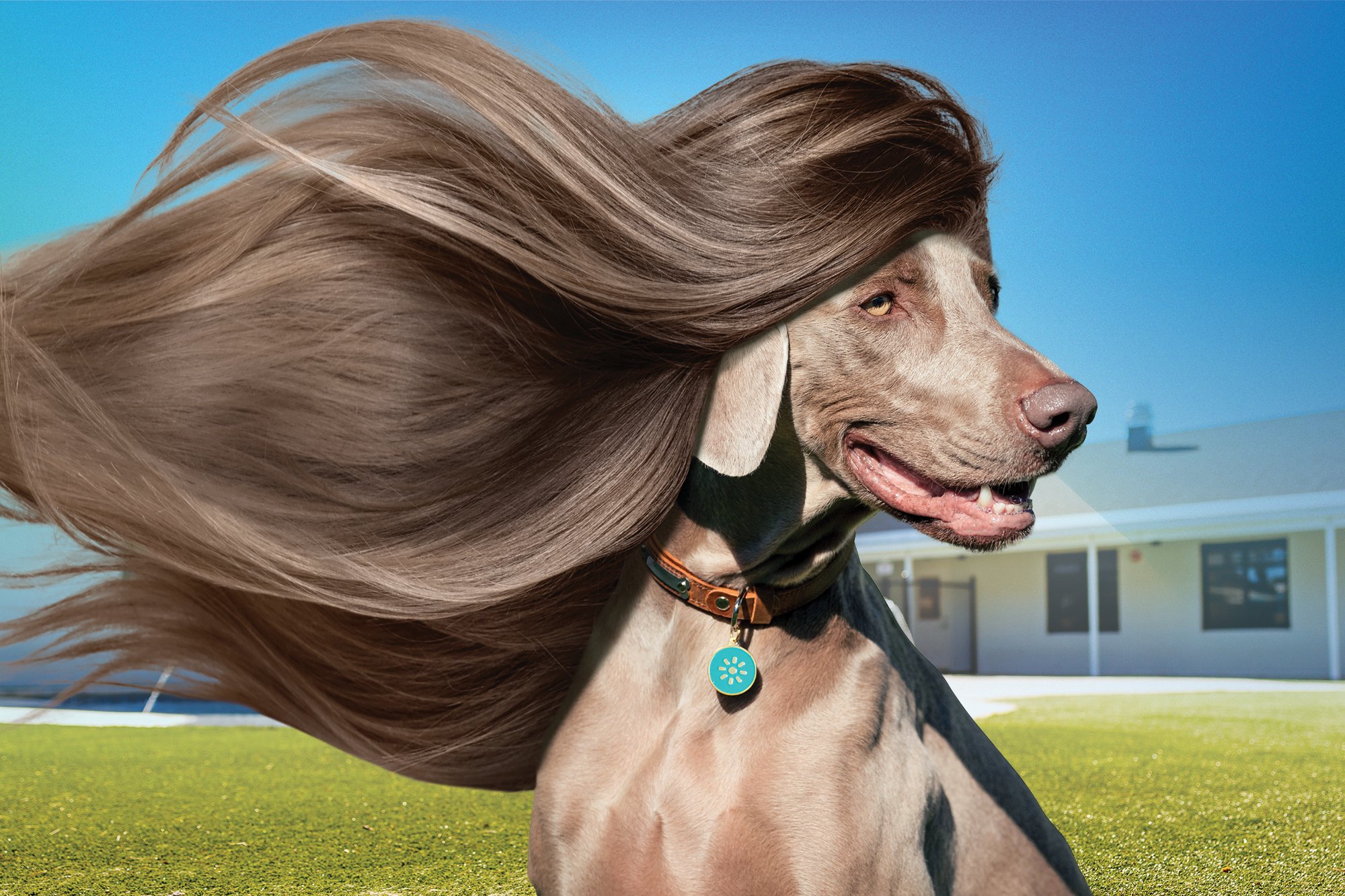 Book a Pupgrade