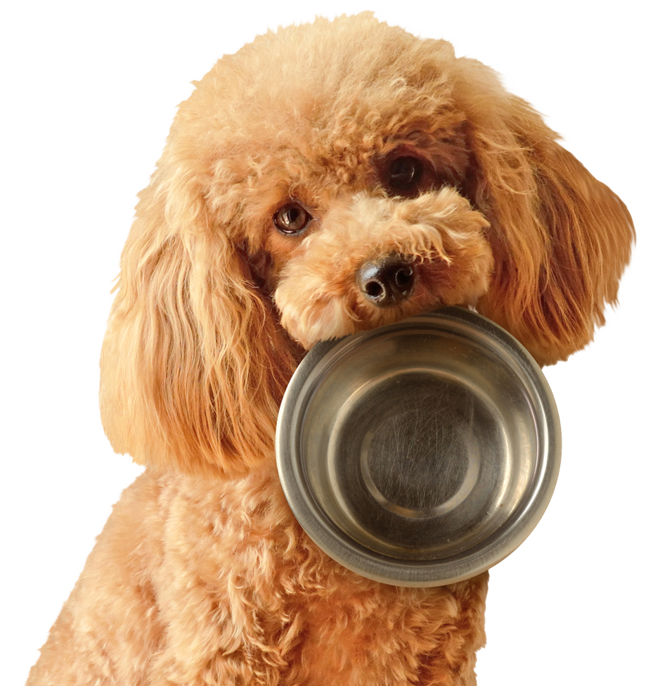 Dog ISO_Crop Dog ISO_Crop
